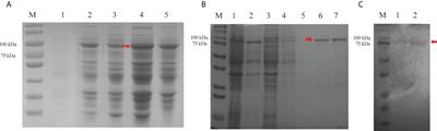 A possible mechanism of Cry7Ab4 protein in delaying pupation of Plutella xylostella larvae